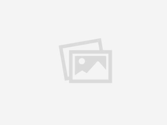 Purebred Samoyed - 1/1